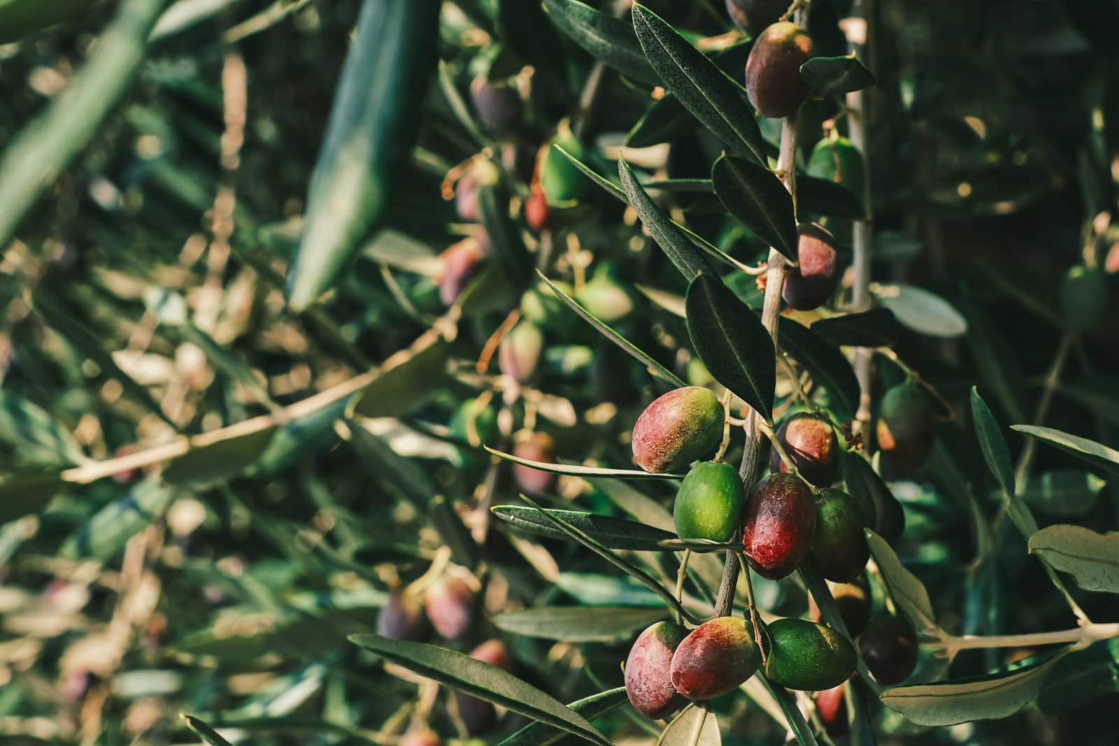Olive tree, olives sing on a tree in an olive grove, close-up on the fruit. Idea for a background or screensaver for advertising organic farm products